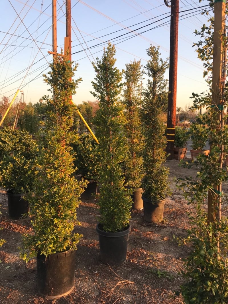 Photo for Eugenia myrtifolia (Brush Cherry)