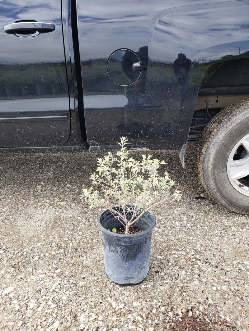 Photo for Leucophyllum candidum 'Thunder Cloud' (Thunder Cloud Texas Sage)