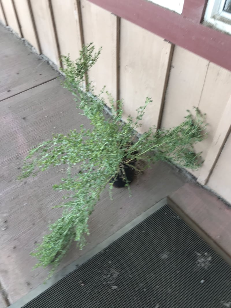 Photo for Baccharis pilularis 'Pigeon Point' (Pigeon Point Dwarf Coyote Brush)