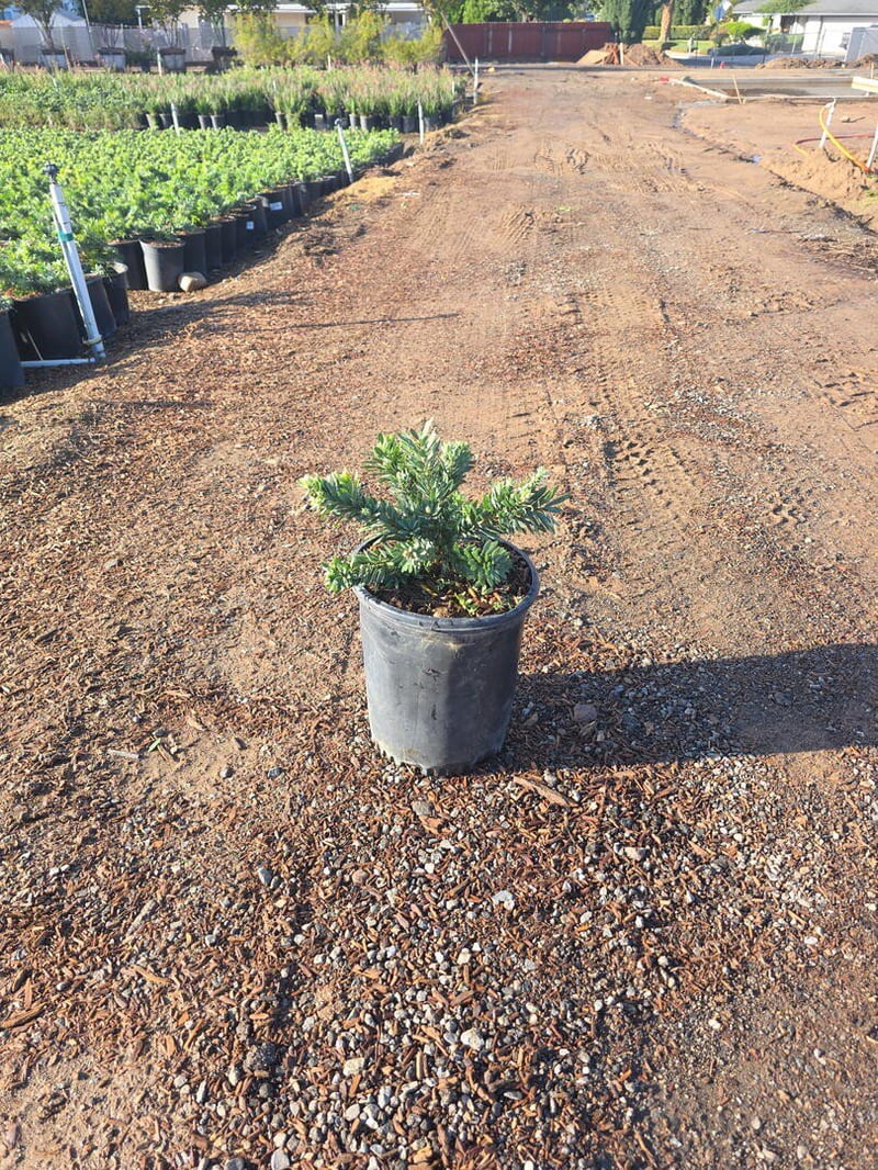 Photo for Callistemon viminalis 'Little John' (Little John Weeping Bottlebrush)