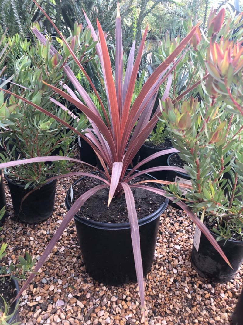 Photo for Cordyline australis 'Red Star' (Red Star Grass Palm)