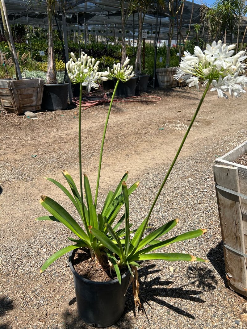 Photo for Agapanthus praecox ssp orientalis 'Getty White' (Getty White Agapanthus)