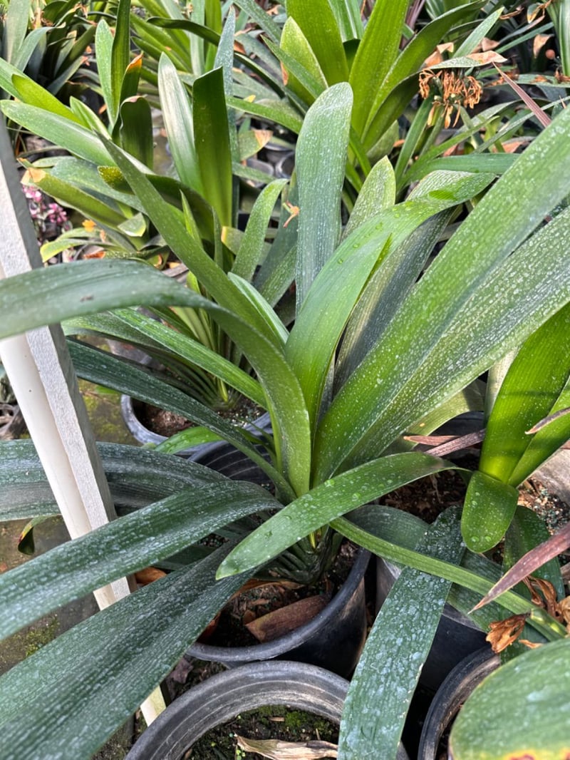 Photo for Clivia miniata 'Belgian Hybrid Orange' (Belgian Hybrid Orange Bush Lily)