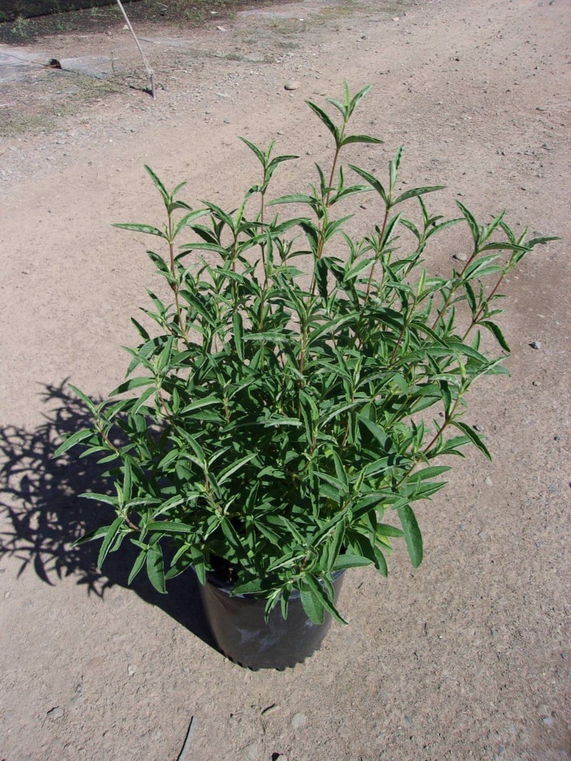 Photo for Cistus purpureus (Purple Rockrose)