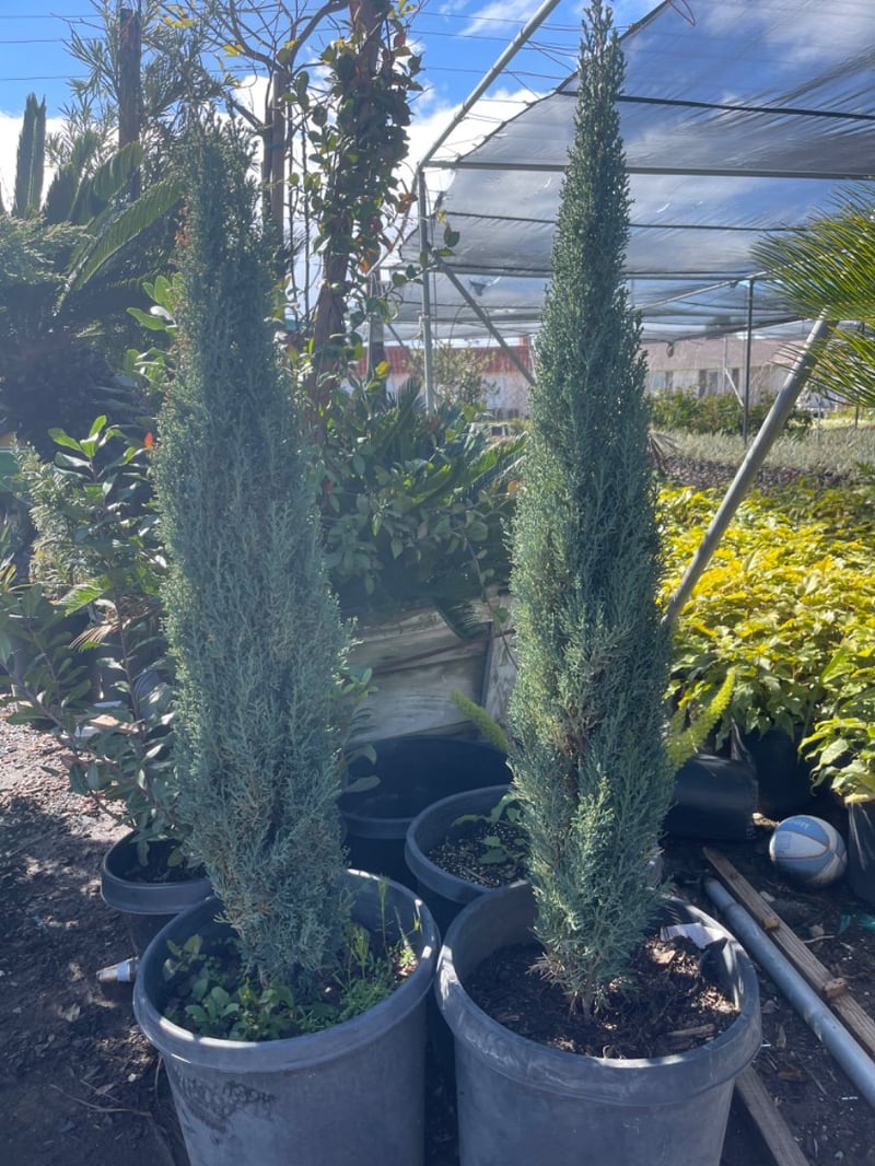 Photo for Cupressus sempervirens 'Monshel' (Italian Cypress Tiny Tower)