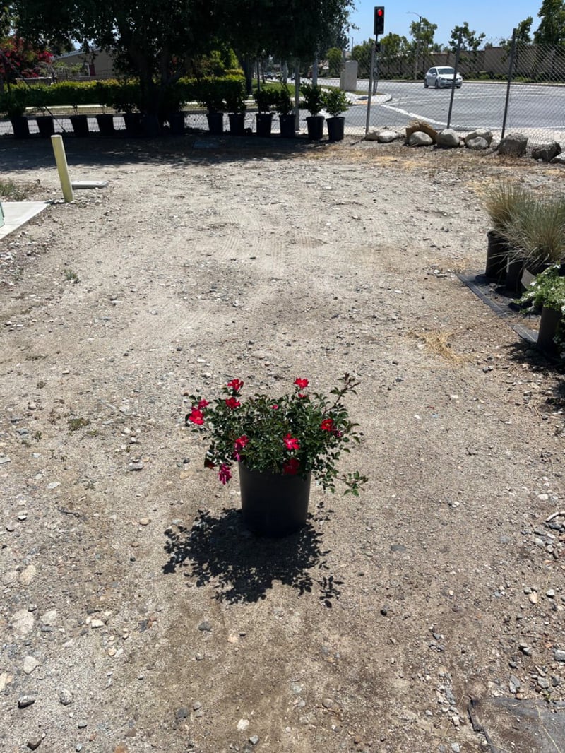 Photo for Rosa x 'Noare' (Flower Carpet Red Groundcover Rose)