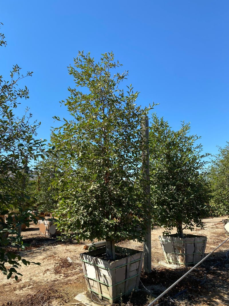 Photo for Alnus rhombifolia (White Alder)