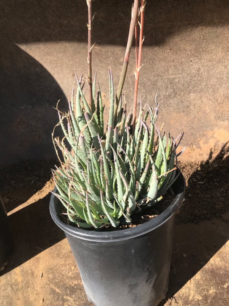 Photo for Aloe 'Blue Elf' (California Aloe, Blue Boy)