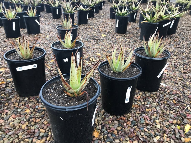 Photo for Aloe barbadensis (Medicinal Aloe Vera)