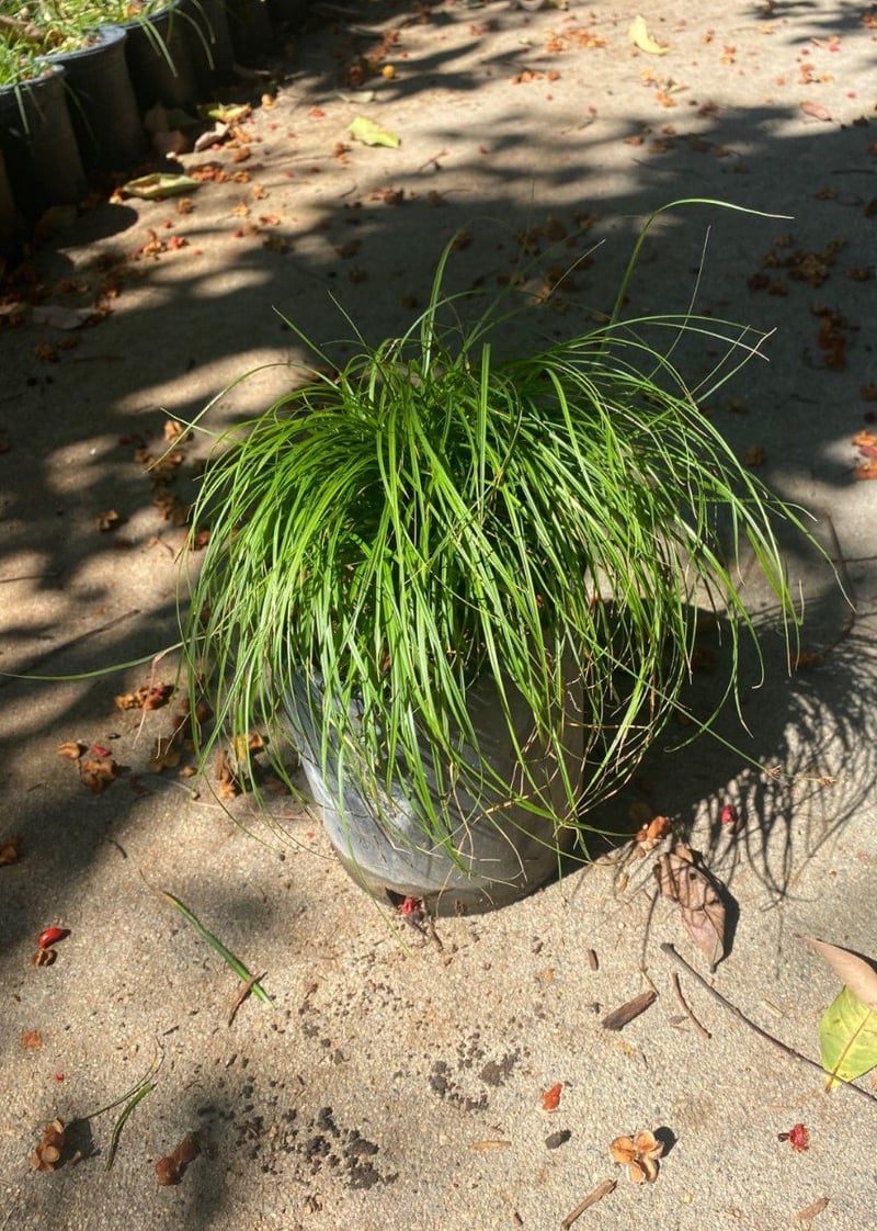 Photo for Carex divulsa (European Grey Sedge, Berkeley Sedge)