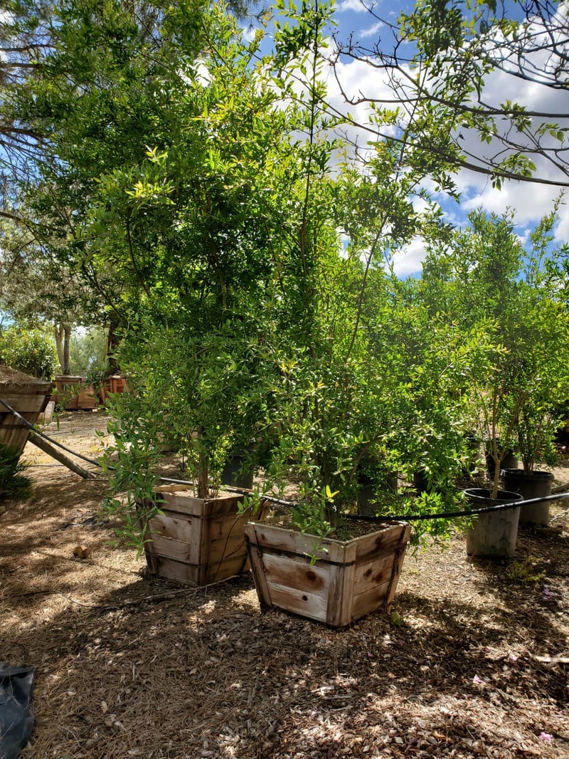 Photo for Punica granatum (Pomegranate)