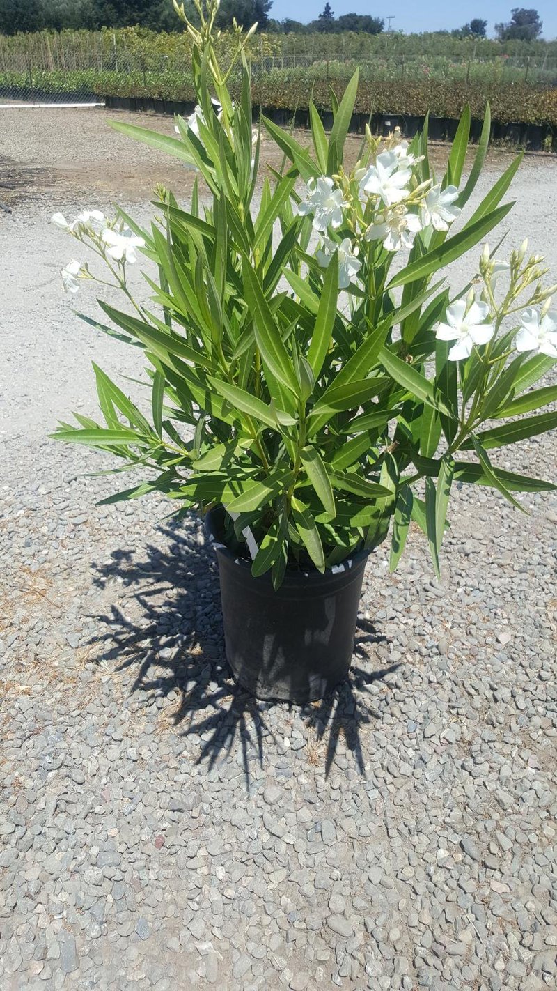 Photo for Nerium oleander 'White' (White Oleander)