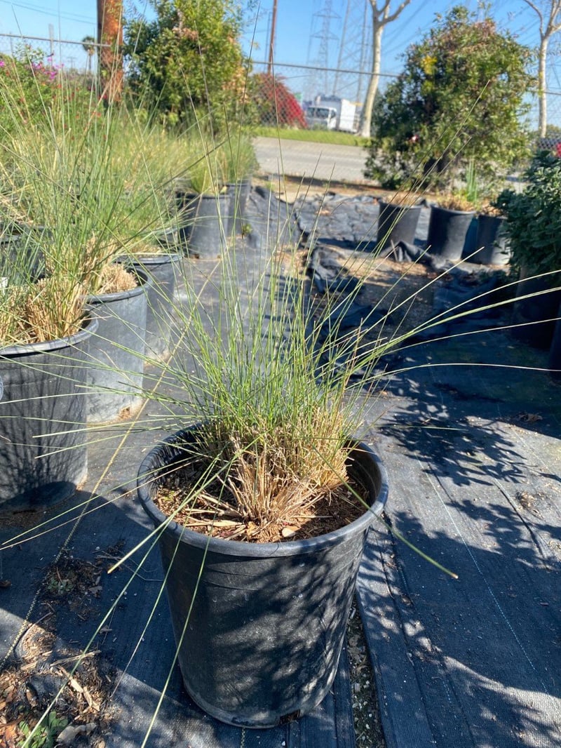 Photo for Muhlenbergia capillaris 'White Cloud' (White Awn Muhly)
