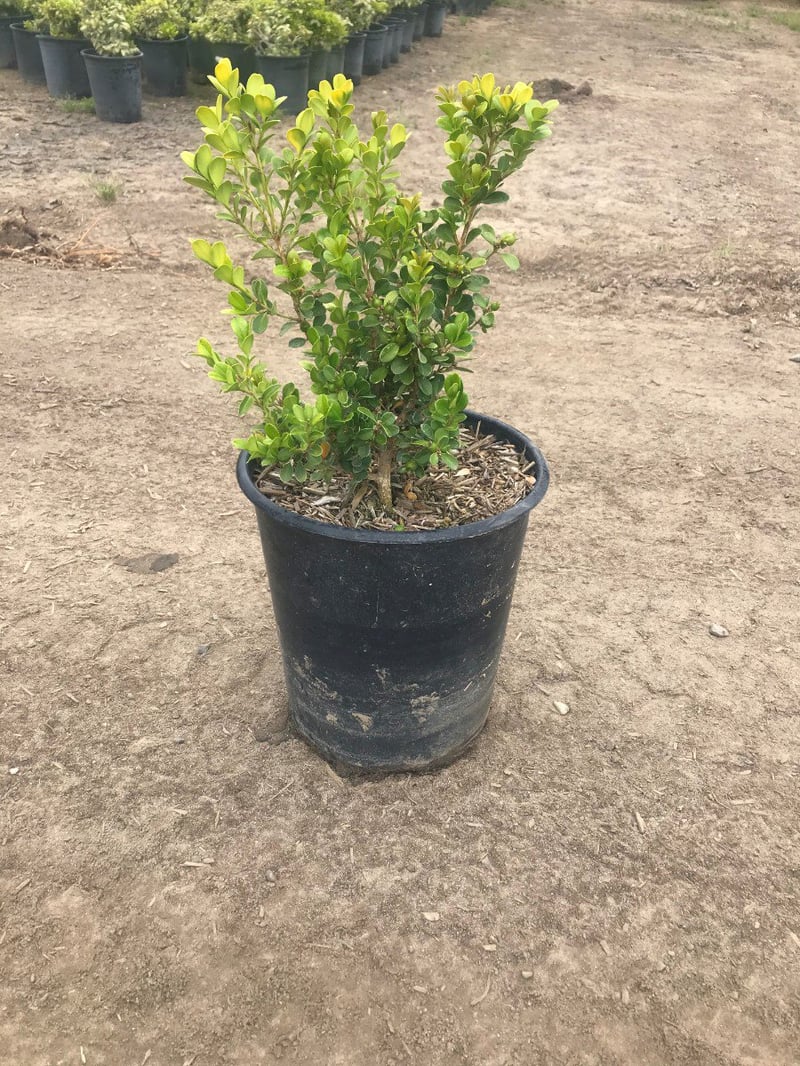 Photo for Buxus (Boxwood)