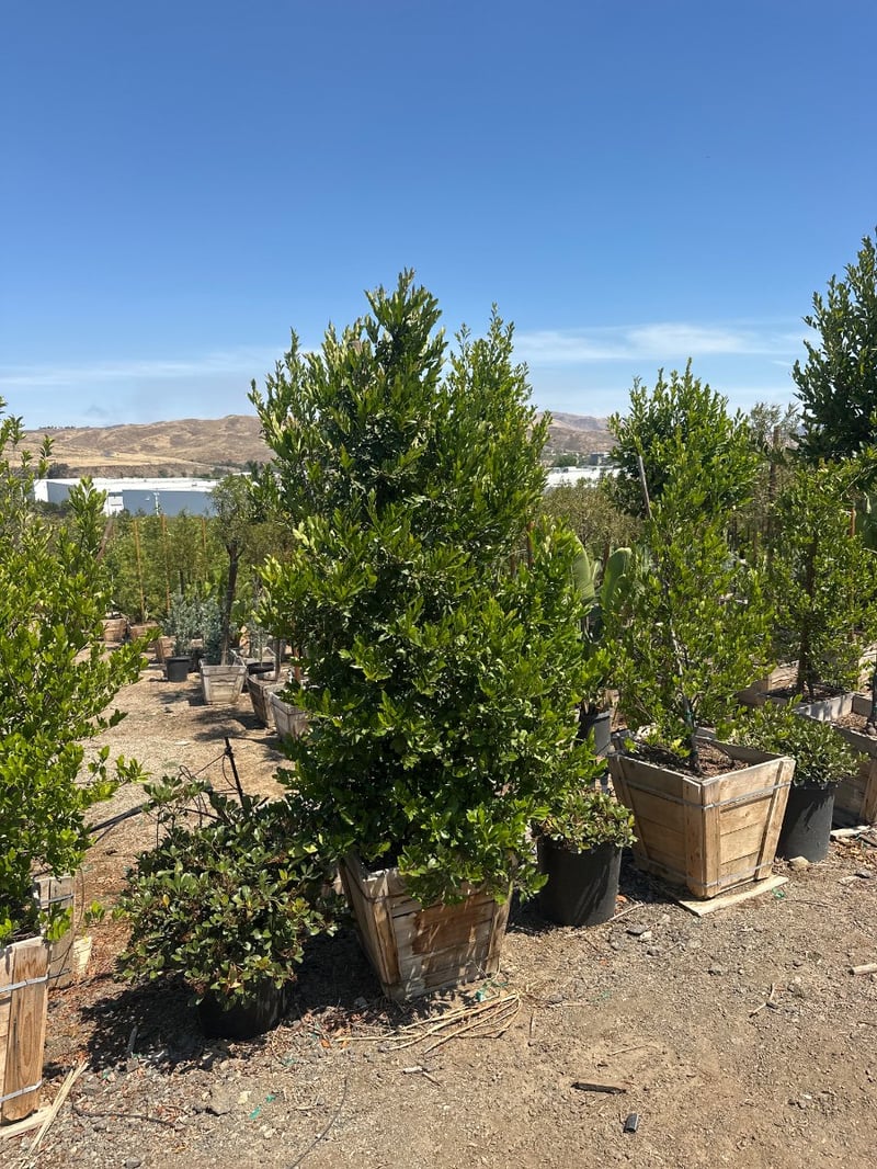 Photo for Prunus caroliniana 'Bright n Tight'  (Bright 'n Tight Carolina Laurel)