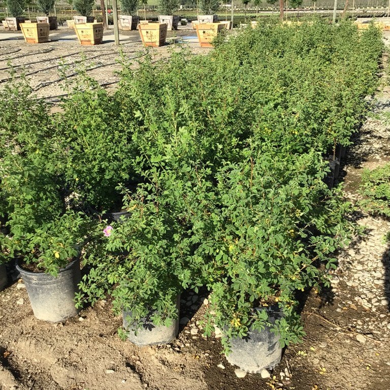 Photo for Rosa californica (California Wild Rose)