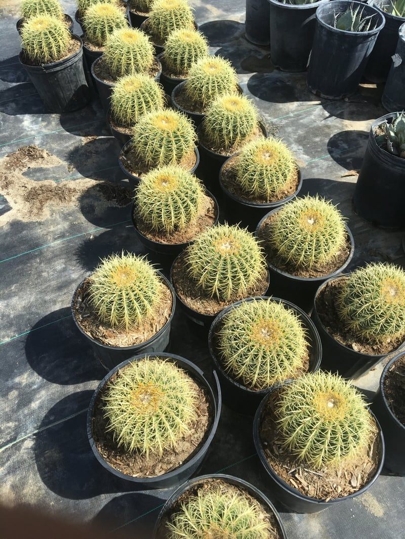 Photo for Echinocactus grusonii (Min spec: 8" diameter) (Golden Barrel Cactus)