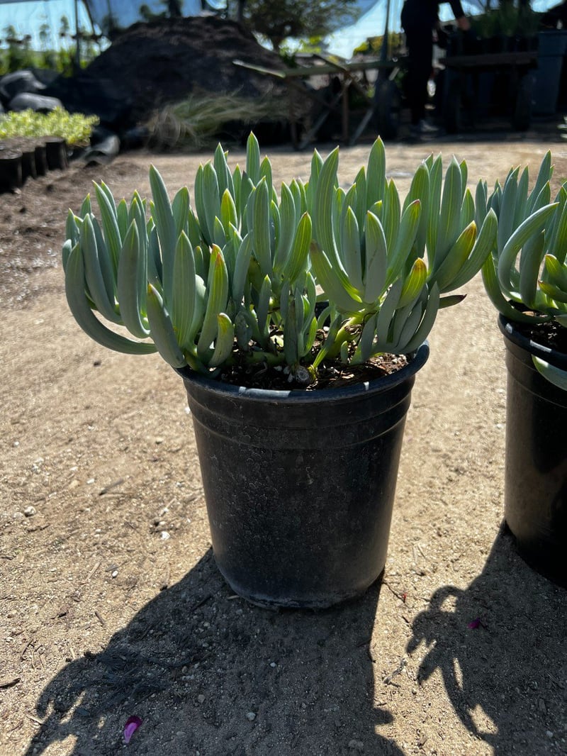 Photo for Senecio serpens (Blue Chalksticks)