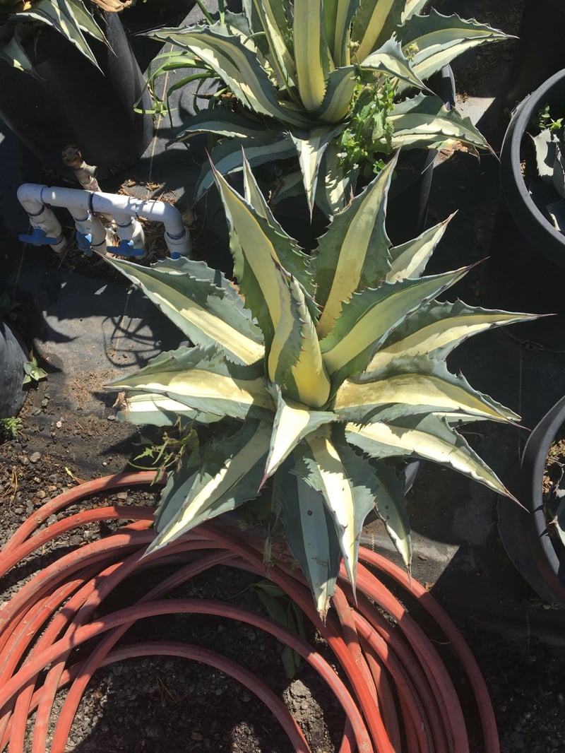 Photo for Agave americana var. 'Mediopicta Alba' (White Striped Century Plant)