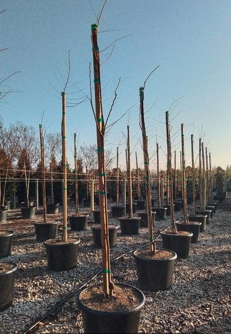 Photo for Lagerstroemia indica x fauriei 'Tuscarora' (Standard) (Tuscarora Crape Myrtle)