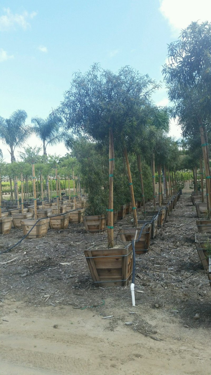 Photo for Rhus lancea (Standard) (African Sumac)
