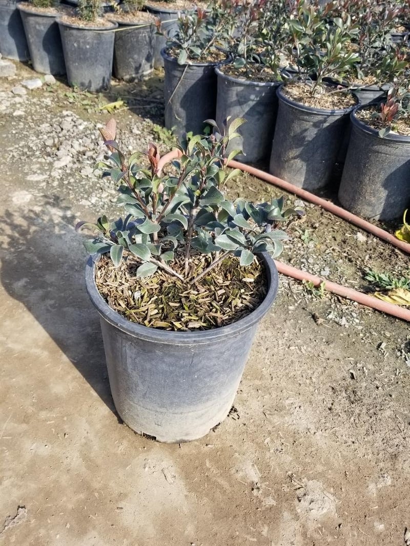 Photo for Rhaphiolepis indica 'Ballerina' (Ballerina Indian Hawthorn)