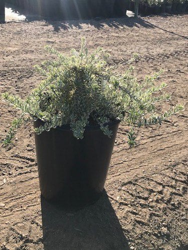 Photo for Westringia fruticosa 'Morning Light' (Morning Light Coast Rosemary)