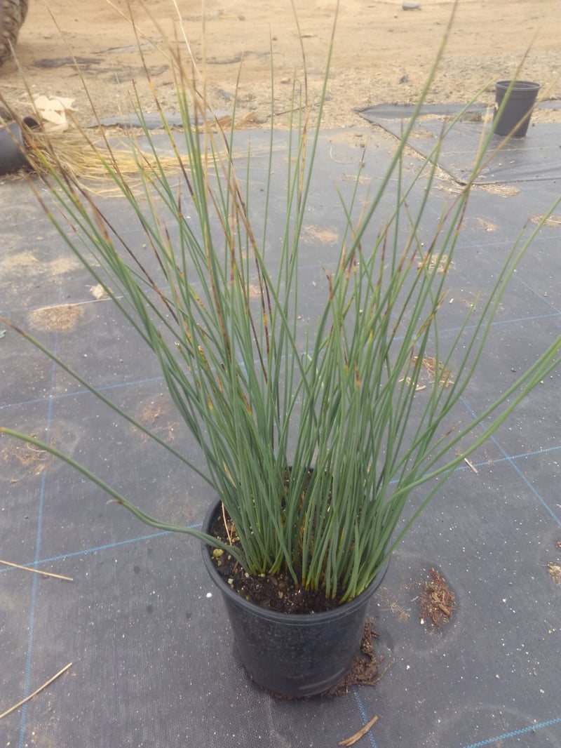 Photo for Juncus patens (California Grey Rush)