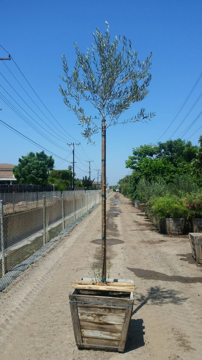 Photo for Olea europaea 'Wilsonii' (Standard) (Wilsonii Fruitless Olive)