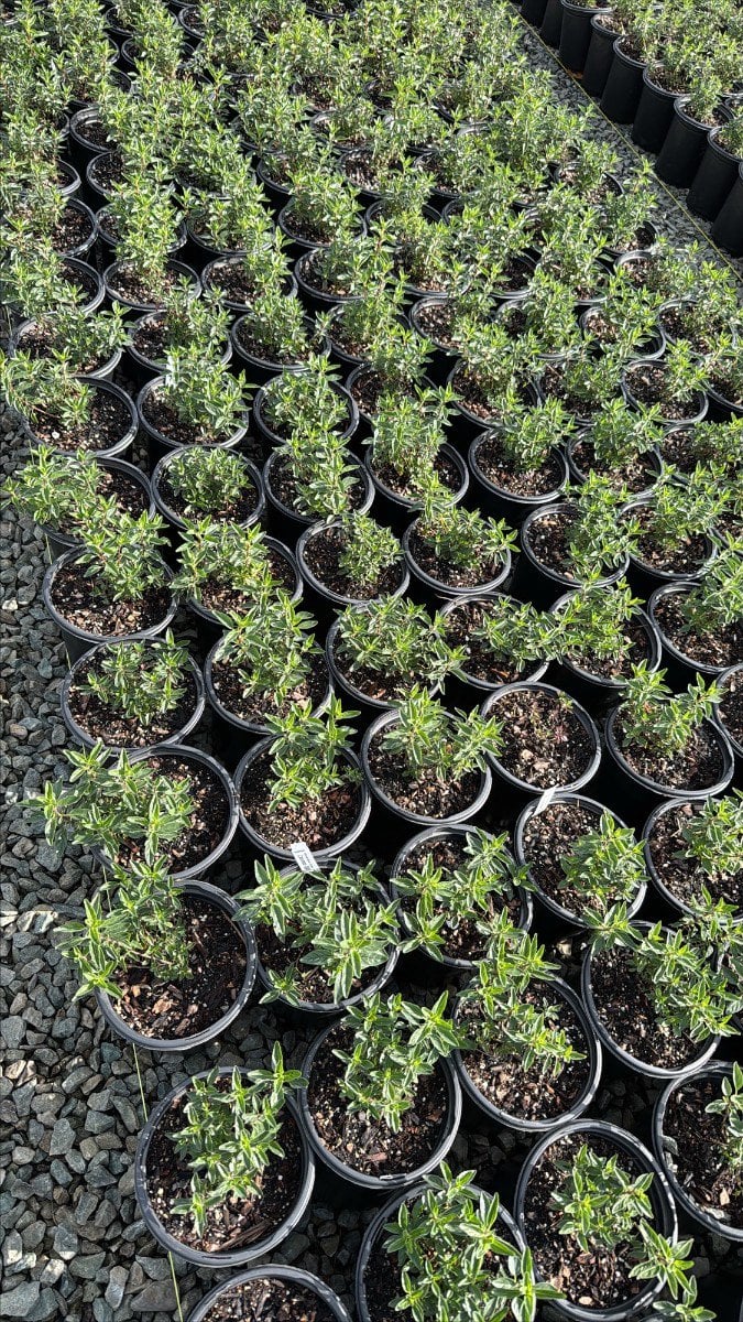 Photo for Monardella villosa (Coyote Mint)