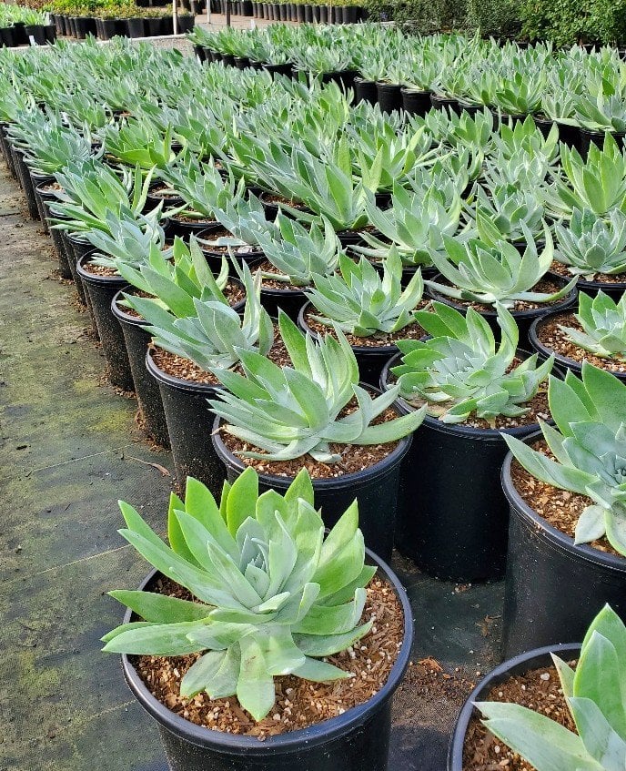 Photo for Dudleya pulverulenta (Chalk Liveforever)