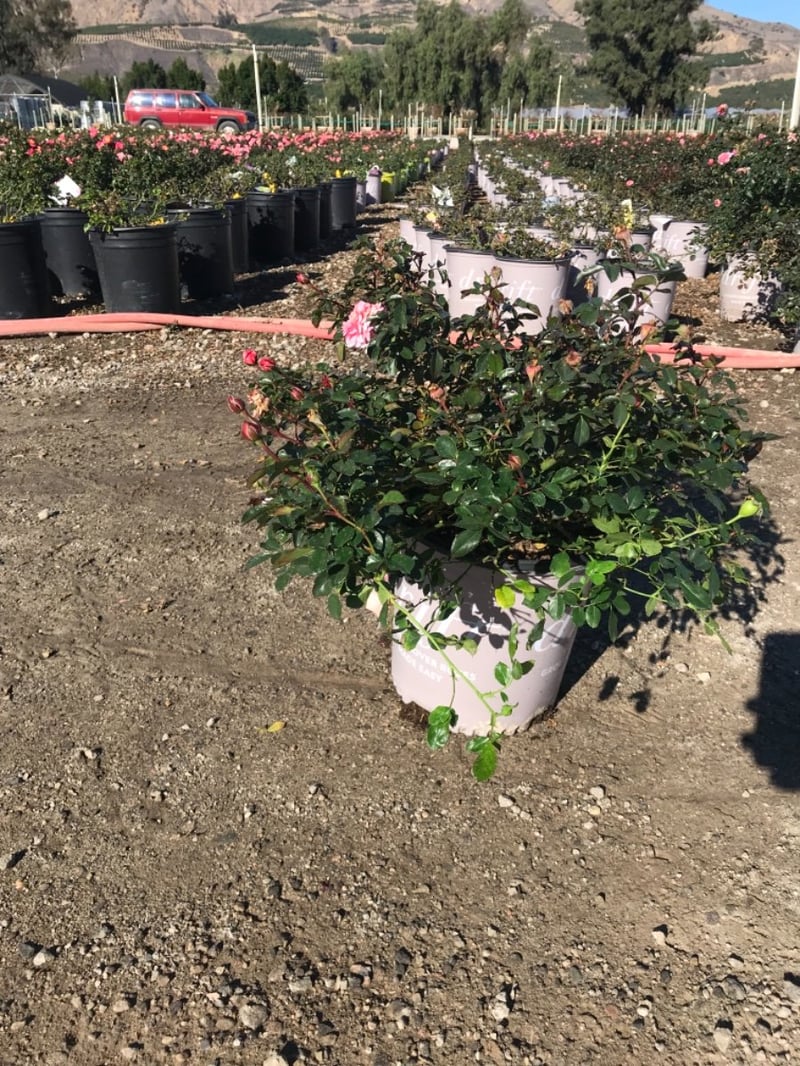 Photo for Rosa 'Meimirrote' (Apricot Drift Groundcover Rose)