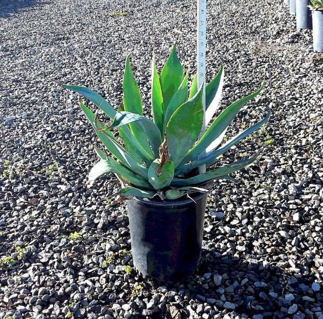 Photo for Agave attenuata 'Blue Flame' (Blue Flame Agave)