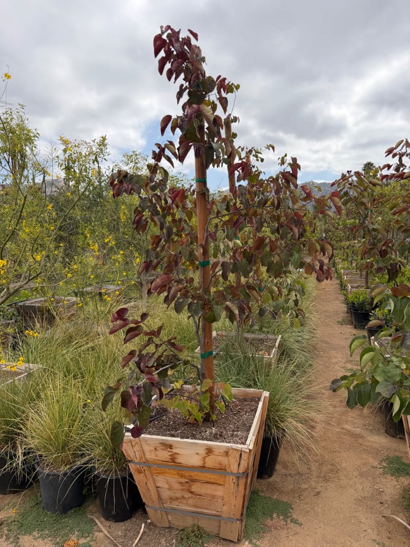 Photo for Cercis canadensis 'Forest Pansy' (Eastern Redbud 'Forest Pansy')