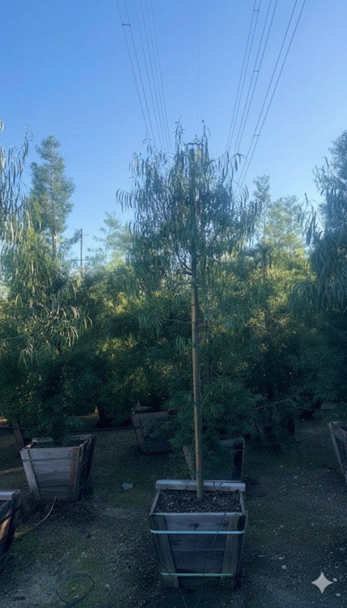 Photo for Geijera parviflora (Standard) (Australian Willow)