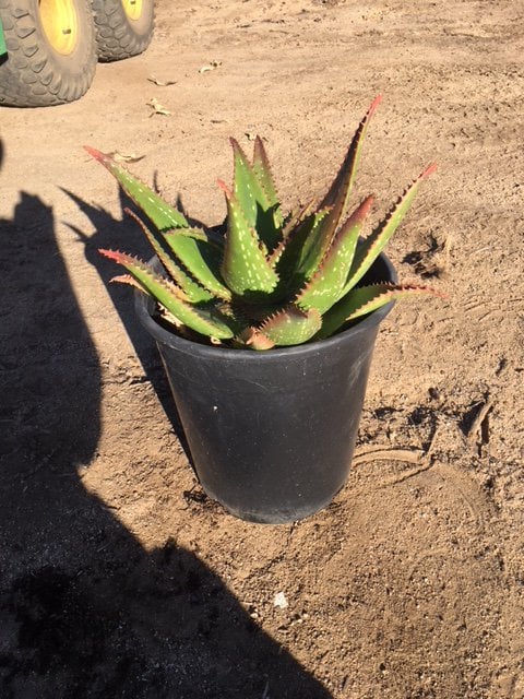 Photo for Aloe 'Cynthia Giddy' (Cynthia Giddy Aloe)
