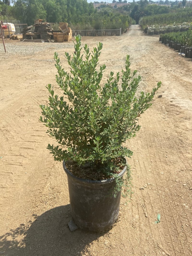 Photo for Leucophyllum frutescens ‘Compacta’ (Compact Texas Ranger)