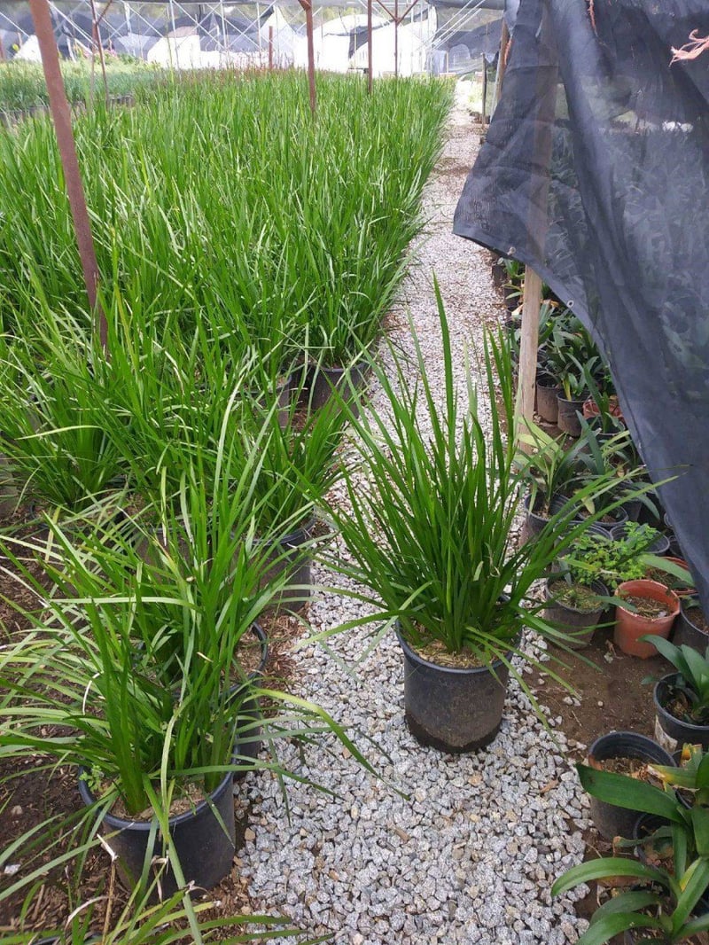Photo for Anigozanthos flavidus (Kangaroo Paw)
