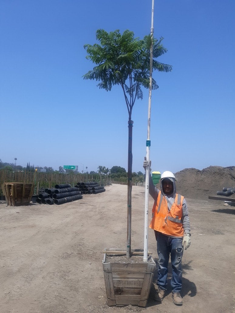 Photo for Jacaranda mimosifolia (Jacaranda)