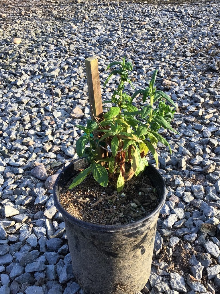 Photo for Mimulus auriantacas (Sticky Monkey Flower)