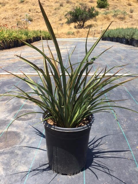 Photo for Phormium tenax 'Surfer' (Surfer New Zealand Flax)
