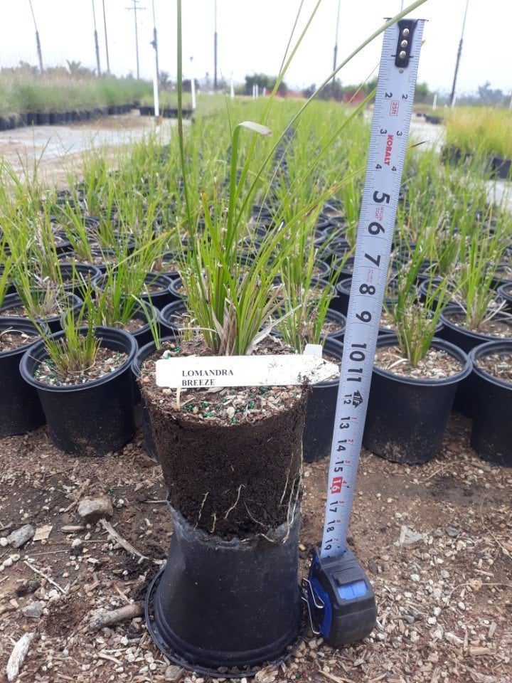 Photo for Lomandra longifolia (Spiny Headed Mat Rush)