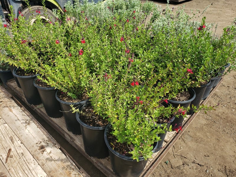 Photo for Salvia greggii (Autumn Sage)