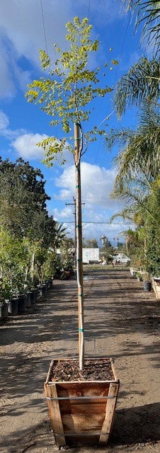 Photo for Koelreuteria bipinnata (Chinese Flame Tree)