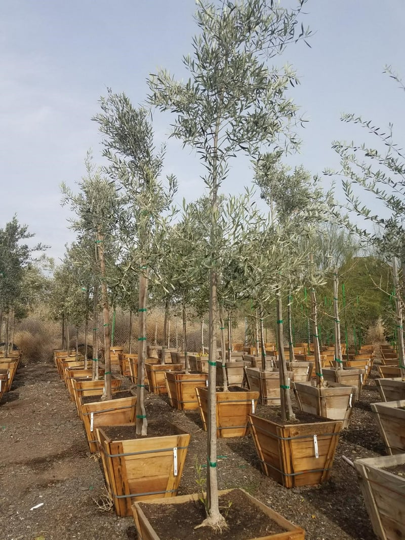 Photo for Olea europaea 'Wilsonii' (Standard) (Wilsonii Fruitless Olive)