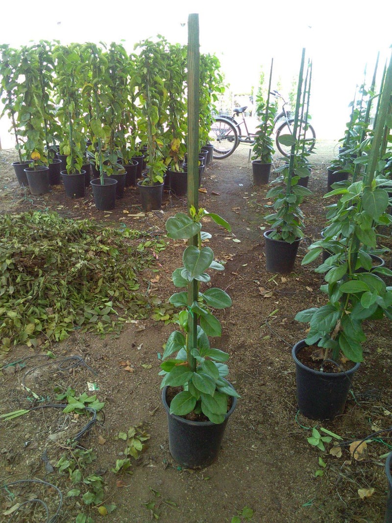Photo for Lonicera hildebrandiana (Giant Burmese Honeysuckle )