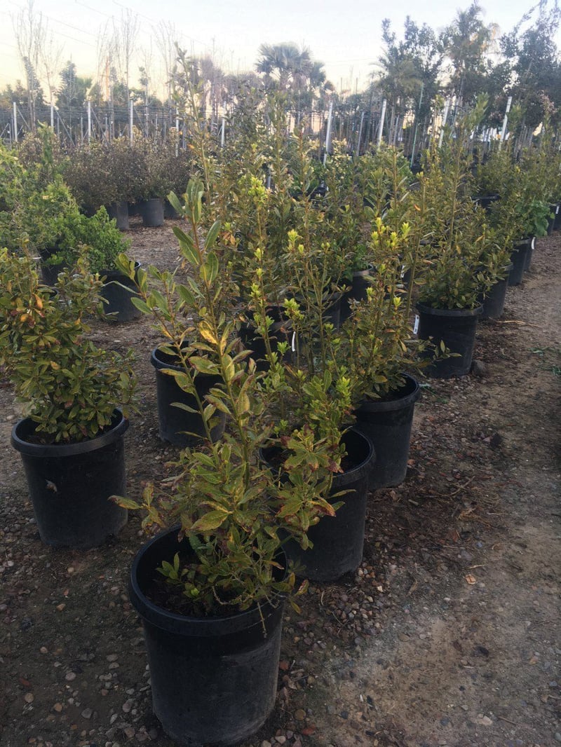 Photo for Laurus nobilis (Column) (Sweet Bay)