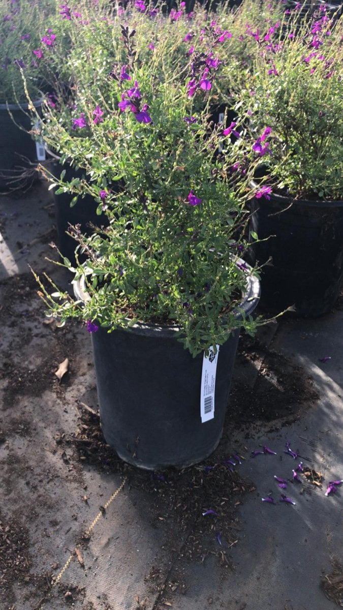 Photo for Salvia greggii 'Purple' (Autumn Sage)