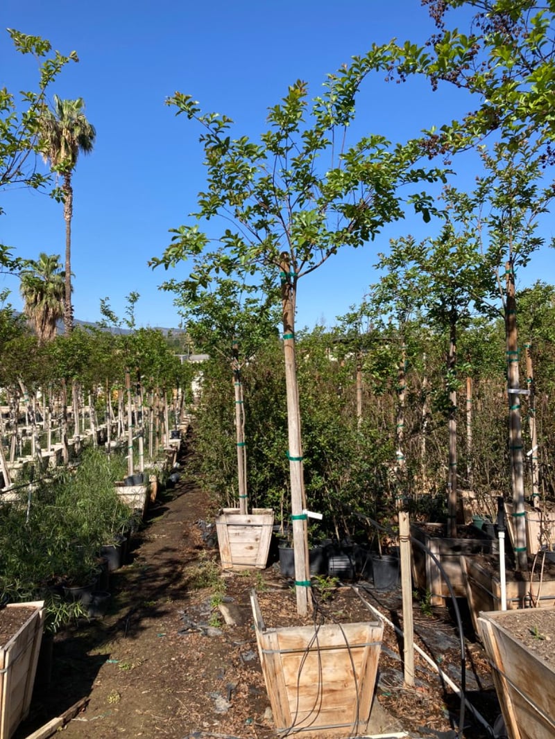 Photo for Lagerstroemia indica x fauriei 'Natchez' (Natchez Crape Myrtle)
