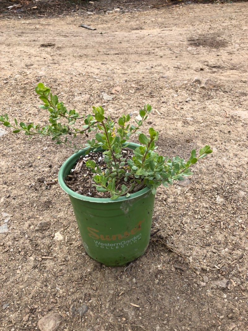 Photo for Baccharis pilularis 'Pigeon Point' (Pigeon Point Dwarf Coyote Brush)